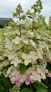 Obraz Hydrangea